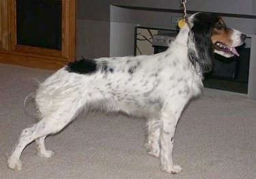 Right Profile - A tricolor, white with black and tan Russian Spaniel that is standing on a carpet and behind it is an entertainment station. Its mouth is open and its tongue is out.
