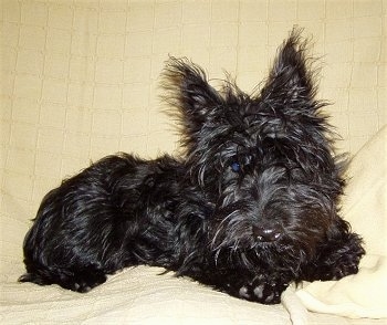 A scruffy looking, shiny coated, black Scottish Terrier puppy is laying on a bed and it is looking forward. It has perk ears and a shiny nose.