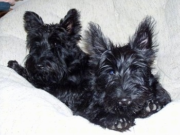 Two black Scottish Terriers are laying in a white pillow and they are looking forward. One dog has longer hair than the other. The fur on the dog's ears stick straight out.