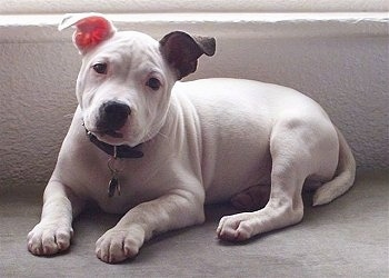 A thick white with black Staffordshire Bull Terrier puppy is laying across a carpet and under a window, it is looking forward and its head is slightly tilted to the right.