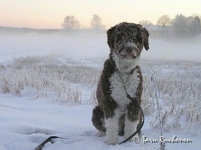 Front view - A thick, wavy-coated brown and white Spanish Water Dog is sitting outside in snow. It has snow all over its body. There is a fog of snow behind the dog. Its long hair on its face is covering up its eyes.