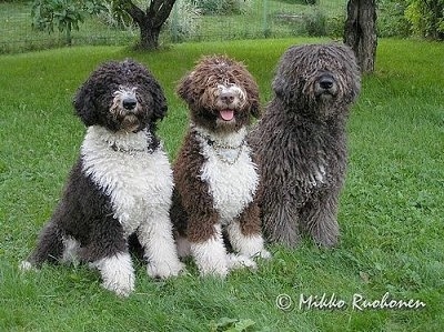 Front view - Three Spanish Water Dogs are sitting in a row in grass looking forward. The middle dog has its mouth open, tongue is out and it looks like it is smiling. The dogs have long, thick wavy coats with hair that covers up their eyes The first dog is black and white, the second is brown and white and the third is gray with a tuft of white on its chest.