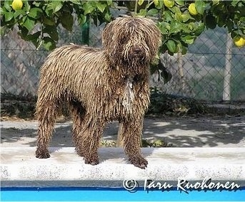 A wet, corded, brown with white Spanish Water Dog is standing next to a pool on a concrete surface. The dog has dreadlocks in its coat.