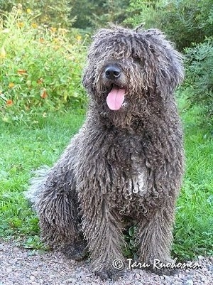Front view - A long, curly coated, grey with white Spanish Water dog is sitting in grass, it is looking to the left, its mouth is open and its tongue is sticking out. The hair on its head is covering up its eyes and its nose is black.