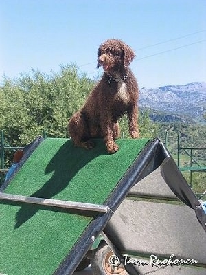 A curly coated, brown with white Spanish Water Dog is sitting at the top of an A-Frame agility obstacle. It is looking to the left, its mouth is open and tongue is sticking out.