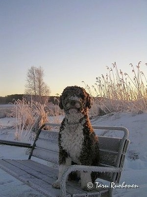 A brown with white Spanish Water Dog is sitting on a bench that is dusted in snow. The dog is covered in snow and it is looking forward.