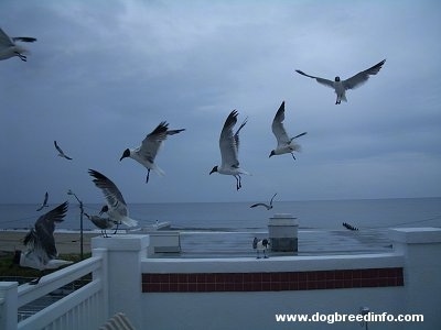 Seagulls in flight about to land on a wall