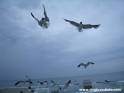 Four Seagulls flying and about to land on a wall with five other seagulls
