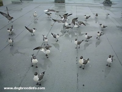 Seagulls standing on a roof top. Some have there wings out. Most do not