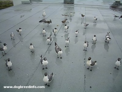 a flock of seagulls perched on a roof