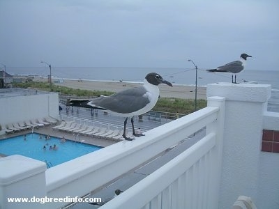 Close Up - Two seagulls standing on a railing