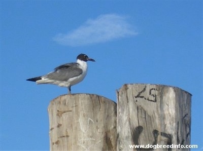 Seagull Standing on a wooden pillar coming out of the water