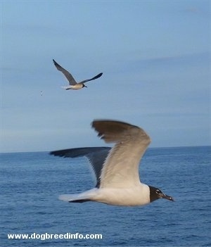 Two Seagulls flying over the Atlantic Ocean