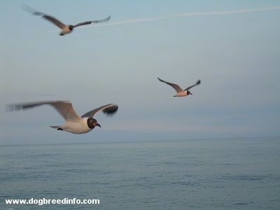 Three Seagulls flying over the Atlantic Ocean