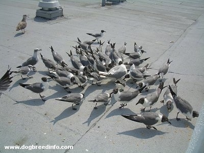 A flock of seagulls eating tossed bread