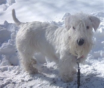 Side view - A white Sealyham Terrier dog is standing on snow and it is looking forward. It has longer hair on its face and ears that fold over to the front in a v-shape.