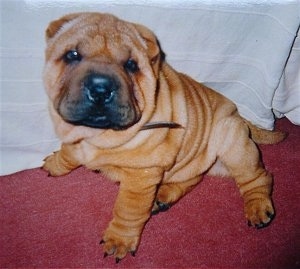 Front side view - A wrinkly, thick, extra skinned, tan Shar Pei puppy is sitting on a carpet in front of a bed, it is looking up and forward. It has small ears and a big black nose.