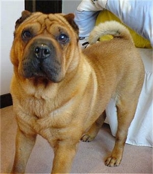 Front side view - A tan Shar Pei is standing on a carpet in front of a bed and it is looking forward. It has a large square muzzle, a big head, round eyes and very small pointy ears. Its tail is curled up over its back.