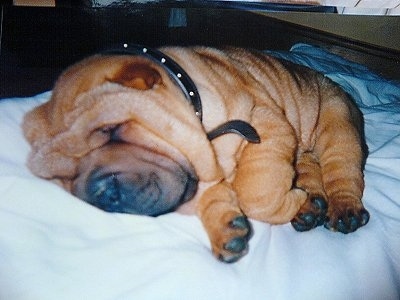 Side view - A thick-bodied, tan Shar Pei puppy is sleeping on its right side on top of a bed. It has a lot of extra skin and wrinkles.