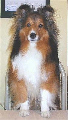 Close up front view - A soft looking brown, black and white Shetland Sheepdog is standing up against a table and it is looking forward.