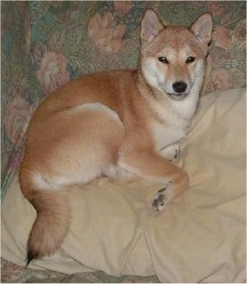 A tan with white Shiba Inu is laying on a couch on top of a pillow. It is looking up and forward. The dog looks like a fox.