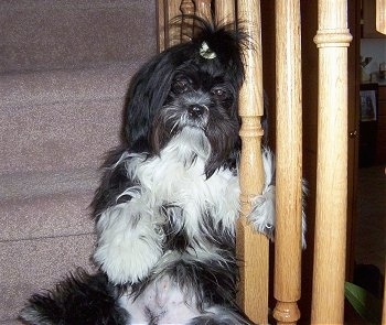 A long coated, black with white Shih-Tzu is sitting on a carpeted step, its paw is wrapped around the stairs railing.