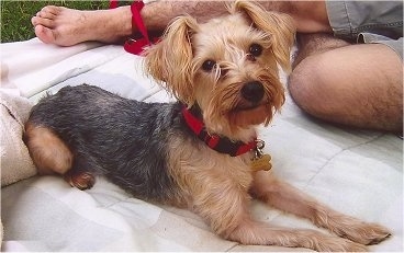 Front side view - A shaved black and tan Silky Terrier dog laying across a white blanket with a person laying across from him.