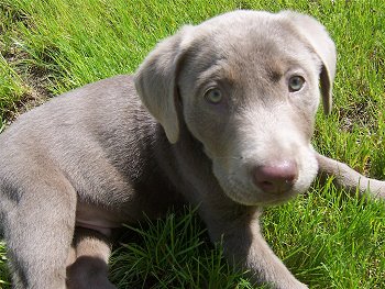A small silver Labrador Retriever puppy is laying in grass and looking up.