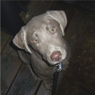 A Silver Labrador Retriever puppy is sitting on a wooden porch and looking up.