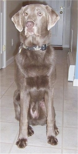 A Silver Labrador Retriever is sitting on a tan tiled floor in a hallway.