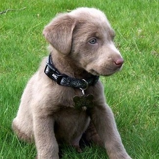 A small silver Labrador Retriever puppy is sitting in grass and looking to the right.