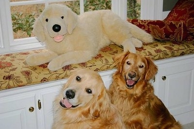 A plush Golden Retriever dog doll is laying across a bench that is built into the wall. In front of it are two real Golden Retrievers sitting and looking forward. The dogs mouths are open and tongues are out and it looks like they are smiling.