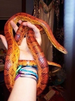 Close up - A colorful corn snake is wrapped around the hand and wrist of a person with a bunch of bands around their wrist.