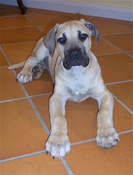 Moose the Boerboel puppy laying on a red tiled floor