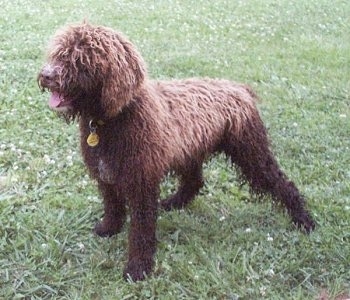 The left side of a thick-coated, curly-haired, brown with white Spanish Water Dog that is standing outside in grass looking to the left, its mouth is open and its tongue is sticking out. Its long hair is covering up its eyes.