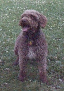 A tan with white Spanish Water Dog is sitting on a grass surface, it is panting, it is looking up and to the left. It has thick fur.