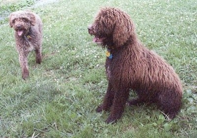 Two dogs with long, thick, wavy coats - The left side of a brown with white Spanish Water Dog that is sitting on grass, its mouth is open, its tongue is sticking out and it is looking to the left. There is another tan with white Spanish Water Dog walking down a grass surface, its mouth is open and its tongue is out.