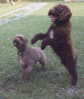 A brown with white Spanish Water Dog is standing up on its hind legs and it is looking to the left. There is a tan with white Spanish Water Dog next to it that is standing on the grass surface with one paw in the air.