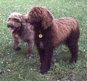 Two Spanish Water Dogs are standing on a grass surface, they are looking to the left and they are both panting. They have thick curly fur.