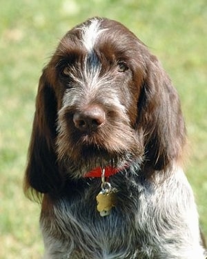 Close up head and upper body shot - A grey with brown Spinone Italiano is sitting on grass and it is looking forward. It has longer hair on its ears and snout.