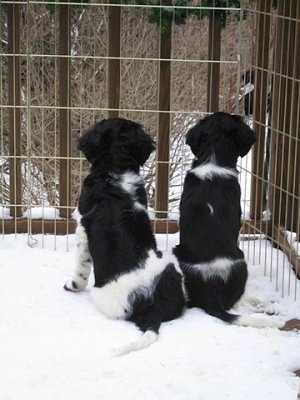 The back of two black and white Stabyhoun puppies that are sitting in snow looking out of a fence into the woods.