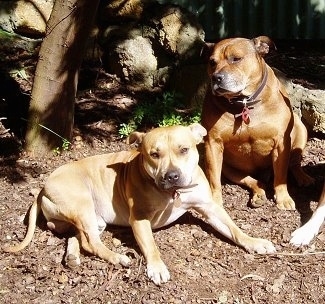 Two dogs, a tan Staffordshire Bull Terrier is laying across a dirt surface under a tree and to the right of it is a sitting red Staffordshire Bull Terrier that is looking to the left. Both dogs are wide with a lot of muscles.
