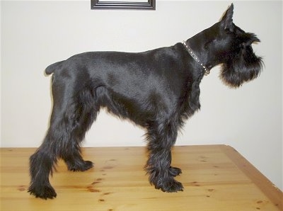 Right Profile - A shaved black Standard Schnauzer dog standing on a table looking to the right. The dog has longer hair on its muzzle, under belly and legs, It has pointy cropped ears.