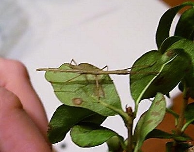 A Stick insect is standing across a plant. There is a hand under the plant.