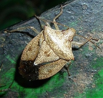 Stink Bug on a metal surface
