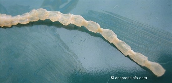 Close up - The front segments of a clear flat Tapeworm.