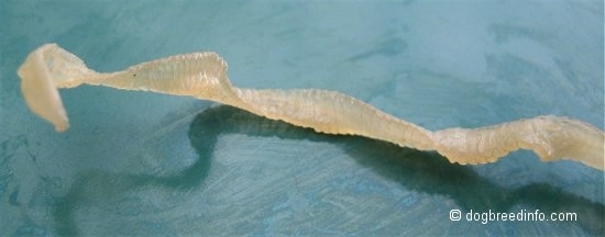 Close up - The back of a clear flat tapeworm.