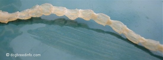 Close up - A clear flat Tapeworm that is laid on a green surface.