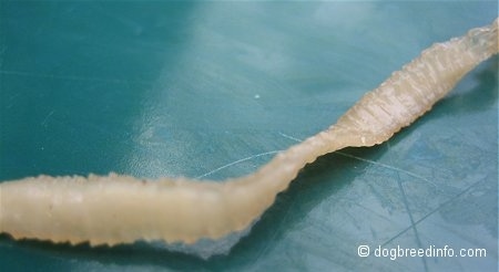 Close up - Segments of a clear flat Tapeworm.