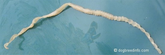 A flat Tapeworm that is laid across a green plate.
